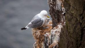 June for the birds