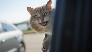 Hitting the road with or without your pet