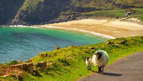 Global Ireland versus rural Ireland