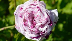 It’s all coming up roses