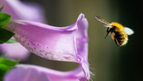 Steps to help our ecosystems