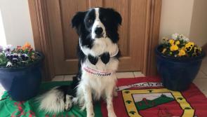 Ballycroy dog looking for your vote!
