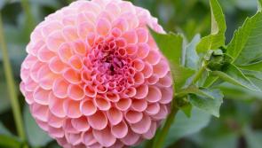 Delightful dahlias