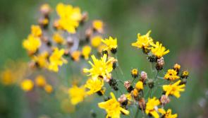 Ragwort and nature’s circle of life