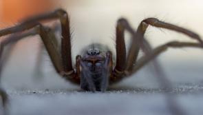 The uninvited guest