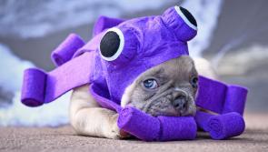 Why Halloween could be frightful for your pet