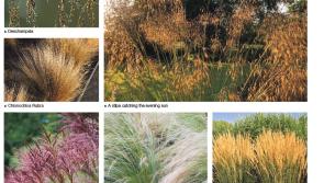 Create some drama with ornamental grasses 
