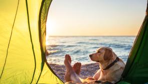 Getting a pet passport