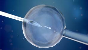 The commodification of life creation