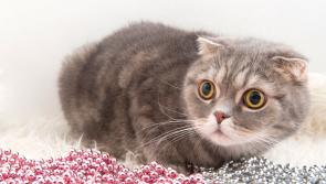 Pets are not great gifts