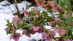 Heavenly hellebores