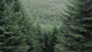 The dark march of Sitka spruce