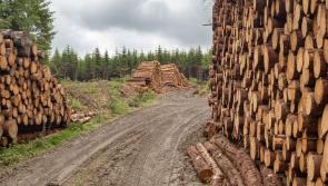 Farming out our forests
