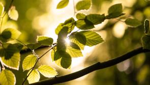 Light in new forestry programme