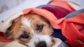 Our pets get hormonal problems too