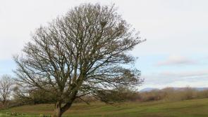 St Brigid appears around the county