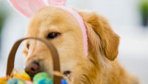 Easter’s hidden risks for your pet
