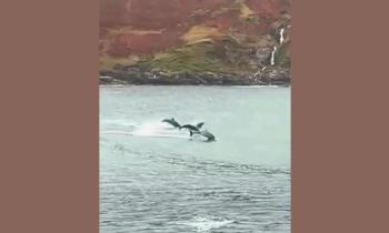 LOVELY: Dolphins off Mayo coast spotted and captured in wonderful video