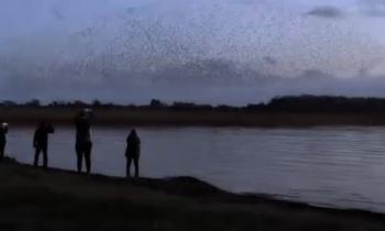Amazing watch: Starling crowd in Mayo shows unreal formations