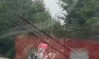 WATCH: Trees block road and sway dangerously as Storm Amy hits Mayo
