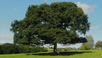 GARDENING: Bring a king into your garden