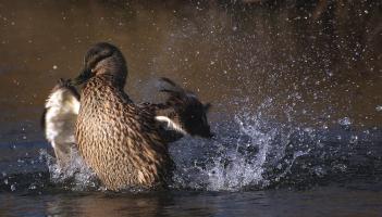 NATURE: Puckish duck scuppers an evening’s fishing on Lough Carra