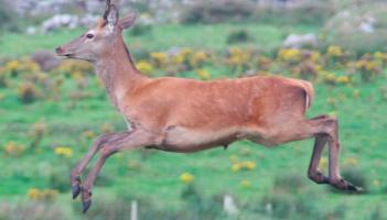 NATURE: Dealing with our deer