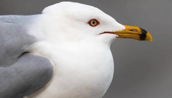 NATURE: Bitter pills and vagrant gulls