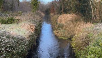 NATURE: A tale of twists and turns lost on Mayo’s Annies River