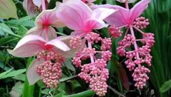 GARDENING: A taste of the tropics at home in Mayo