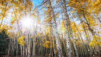 GARDENING: A Poplar discovery