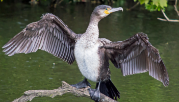 NATURE: Cormorants remain plentiful on Mayo’s inland waters
