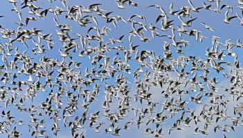 COUNTRY SIGHTS AND SOUNDS: Black-headed seagulls are back with a bang