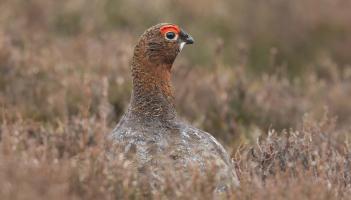 NATURE: Our famous grouse are worth protecting