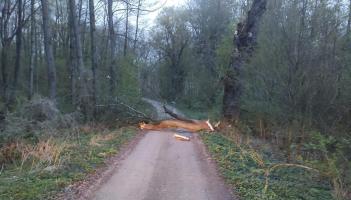 Storm Amy takes effect as multiple trees toppled around county