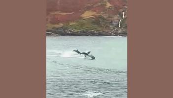 LOVELY: Dolphins off Mayo coast spotted and captured in wonderful video