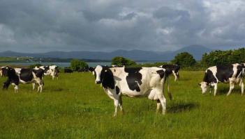 Farmers in Mayo to get payments through national dairy scheme