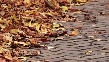 ‘Absolute disaster’- Mayo councillors hit out at street tree issue