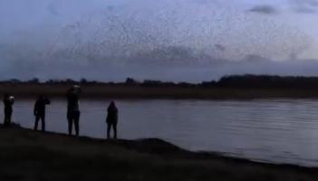 Amazing watch: Starling crowd in Mayo shows unreal formations
