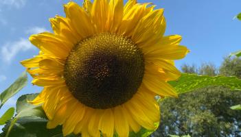 Sunflower Power! Mayo pupils to showcase exciting project at prestigious science event