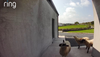 Ring doorbell captures surprising moment as flock of sheep visits Mayo home