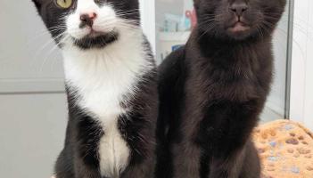 Mayo SPCA welcomes &euro;18,500 grant to support winter animal care