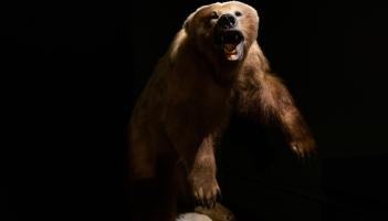 Mayo Museum upcoming free events: Bears, Brigid and Celtic myths