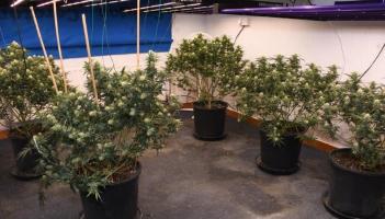 Cannabis plants seized as part garda raid of properties in north Mayo