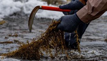 Seaweed Harvesting