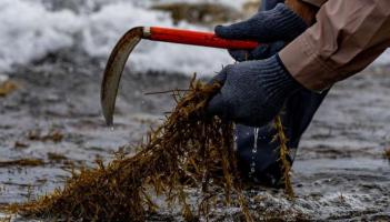 Petition against west coast seaweed harvesting based on outdated information