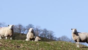 Mayo town to  host 2026 Teagasc National Hill Sheep Conference next week
