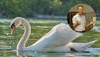 ESB line upgrade confirmed for west Mayo after swan strikes