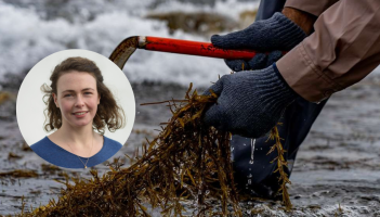 Saoirse McHugh on seaweed harvesting in Clew Bay