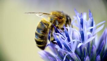 Are Mayo honeybees under threat?